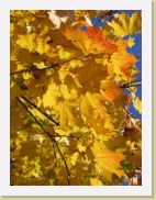 2005-10-28 13-42-10 DeYeuro 112,7mm 1_400_eme F6,3 * 2048 x 1536 * (942KB)